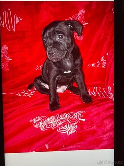 Stafordšírský bulteriér - 5