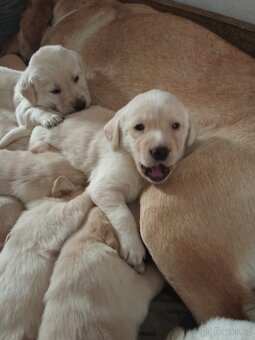 Čistokrevná štěňátka Labradora - 5