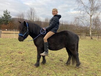 Pony valach - 5