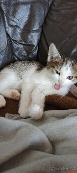 Daruji koťátka - 5