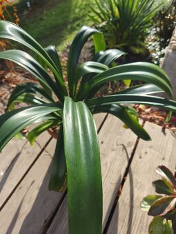 Pokojové rostliny + zdarma Aloe Vera - 5