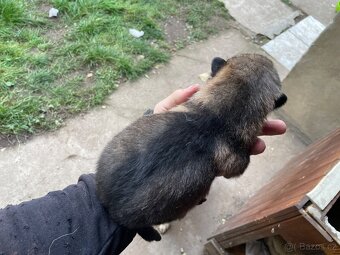 Československý vlčák štěňata - 5