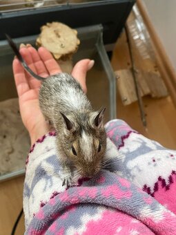 Velká vybavená klec pro osmáky degu - 5