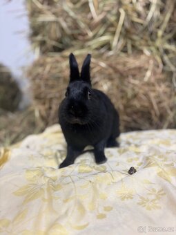 Zakrslý králík s pp - Jafar - 5
