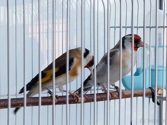 Carduelis Major - 5