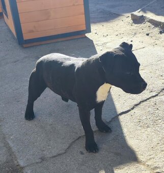Stafordšírský bulteriér bullterrier modry psik - 5
