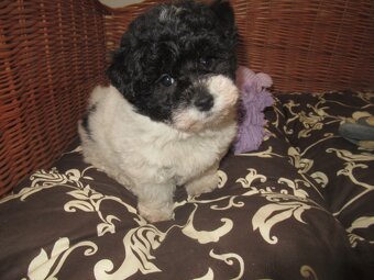 Boloňský psík ruská barevná boloňka - 5