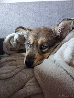 Štěně křiženec Husky a Alabaj - 5