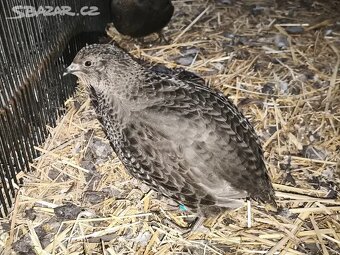 Kohoutci křepelky - 5