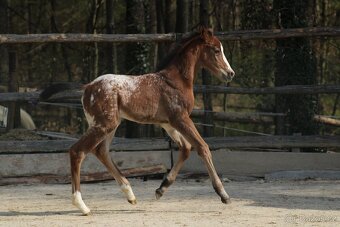 Appaloosa filly Arlina - 5