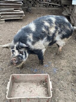 Kune Kune - 5