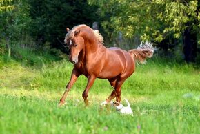 Připouštění Welsh cob - D - 5