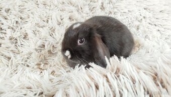Zakrslý beránek, králíček,králík - DENIS - 5