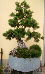Bonsaj - Borovice, Pinus sylvestris - 5