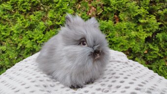 Zakrslý králík, králíček -(TEDDY)-OLIVIE - 5