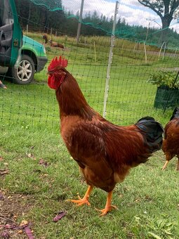 Kohout 🐓 - 5