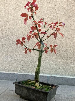 Bonsai, Bonsaj, jamadori, brslen evropský - 5