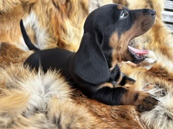 Jezevčík hladkosrstý trpasličí bez PP - 5