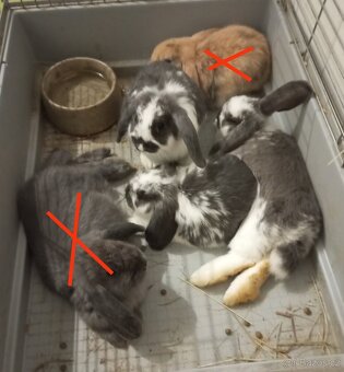 Zakrslý beránek králíček - 5