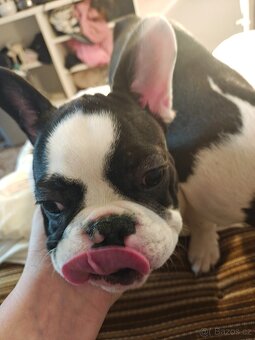 francouzky buldocek stenata - 5