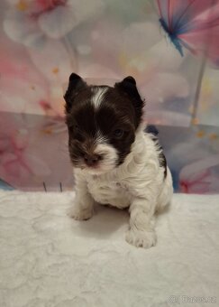 Jorkšírský teriér - biro, biewer - 5