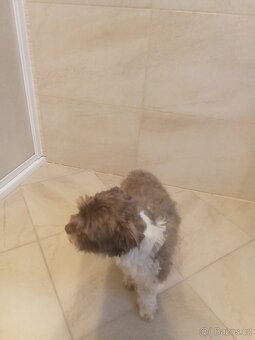 Jorkšírský teriér štěně - 5