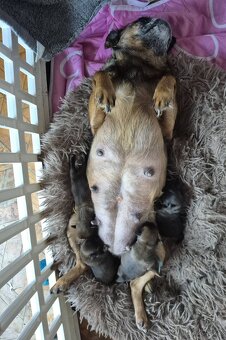 Griffon, Petit Brabanson, Brabantik, griffonicek - 5