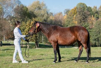 Huculský hřebec, Hucul, malý kůň, pony, hnědý, plavý - 5
