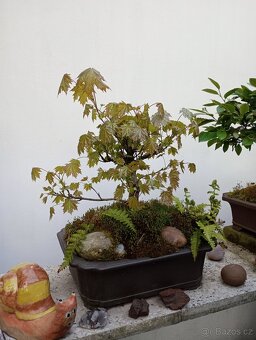 Javor mléč bonsai - 5