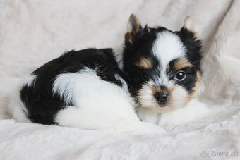Biewer terrier s PP FCI - 5