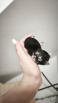 Maine coon kočičky kočky - úhrada aj na časti - 5