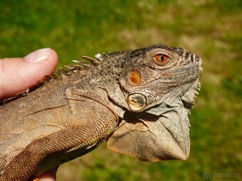 Červený leguán (Iguana iguana) - 5