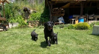 Labradorský retrívr ( labrador ) - 5