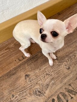 Čivava krátkosrstá bez PP - 5