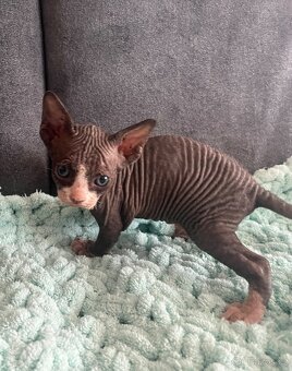Kanadský sphynx - 5