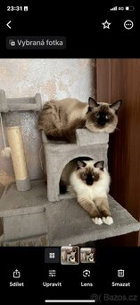Poslední volná kočička Ragdoll bez PP - 5