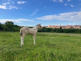 Hřebeček american paint horse - 5