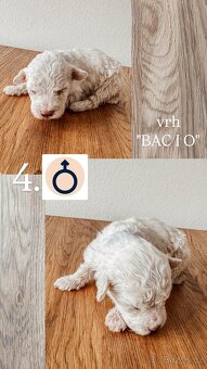 Prodám štěňata lagotto romagnolo - italský vodní pes - 5