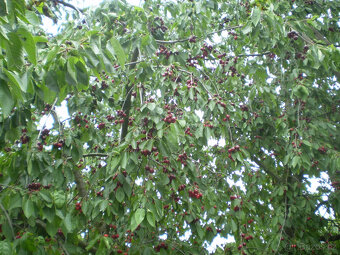 Třešně chrupky - 5