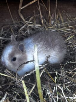 Zakrslý králík - 5