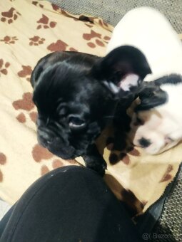 Francouzský Buldoček - 5