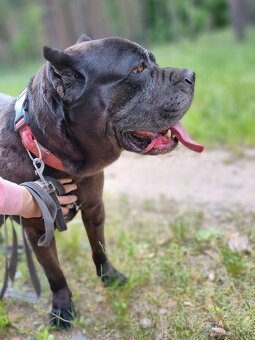 BRODY K ADOPCI - cane corso, mazel, parťák, vhodný k dětem - 5