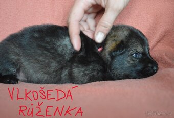 Německý ovčák-štěňata - 5