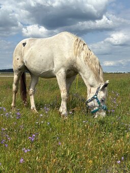 Hrebec appaloosa x CT - 5
