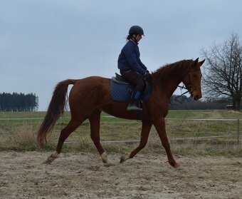 Mladý valach - 5