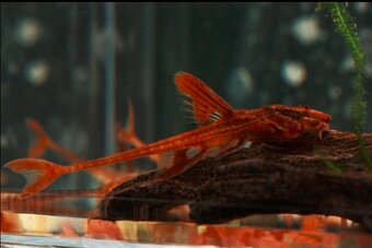 Aktuální nabídka akvarijních rybek,šneků,krevet - 5