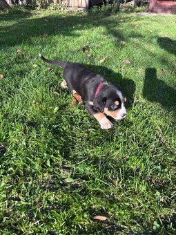 Štěňata velkého švýcarského salašnického psa - 5