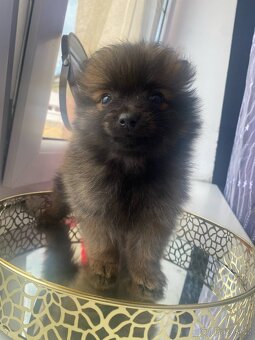 Pomeranian bez pp - 5