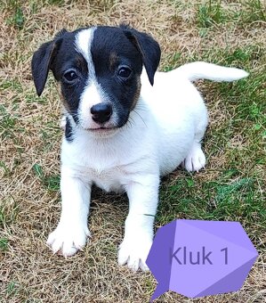 Jack Russel terier, kouzelná štěňátka - 5