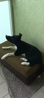 🐶 Border kolie s PP – štěně na prodej - 5